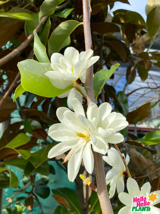 Magnolia 'Inspiration' PBR 13" Pot
