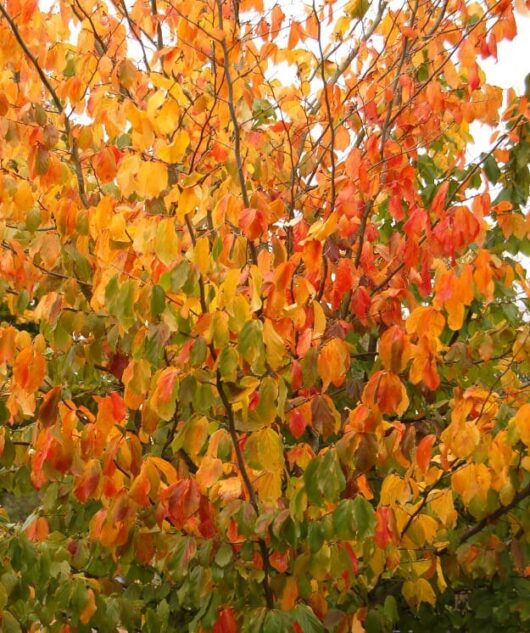A dense bush of Parrotia 'Persian Witchhazel' with leaves changing color from green to vibrant shades of orange, yellow, and red, signaling the arrival of autumn.