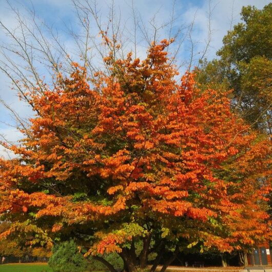 A large Parrotia 'Persian Witchhazel' tree with vibrant orange and red autumn leaves against a clear blue sky.