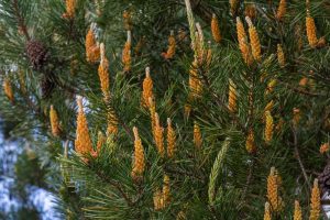 Pinus 'Saxatilis' 12" Pot