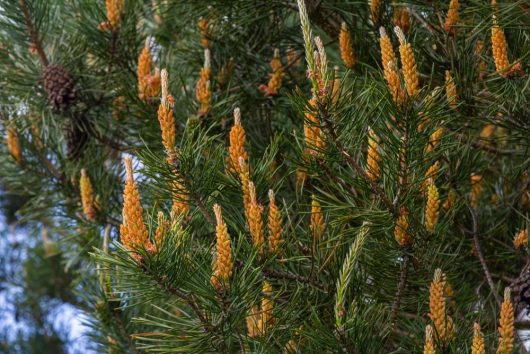 Pinus 'Saxatilis' 12" Pot