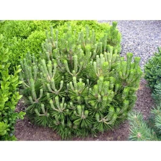 A lush, rounded Pinus thunbergii 'Emery's Dwarf' 8" Pot bush flourishing in a well-maintained garden with gravel path and surrounding greenery.