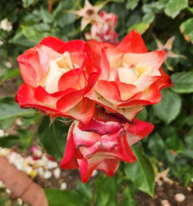 rosa floribunda Origami Roses red and white japanese looking rose flower