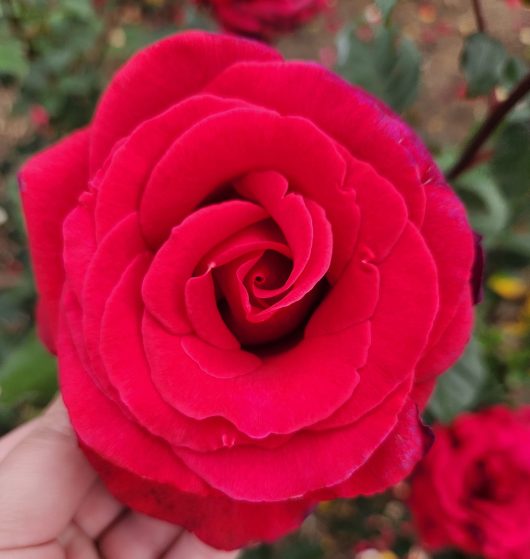 rosa hybrid tea Firefighter memory rose bright red petal