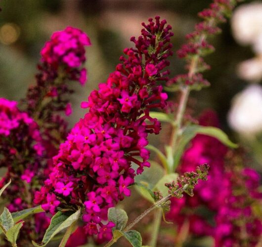 Vibrant magenta Buddleja 'Royal Red' 6" Pot flowers in focus with a blurred green and brown background.