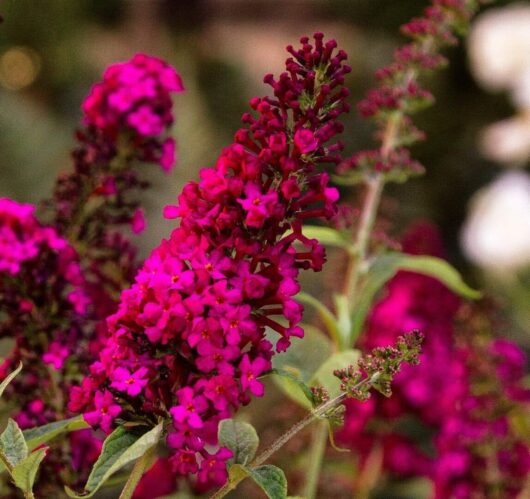 Vibrant magenta Buddleja 'Royal Red' 6" Pot flowers in focus with a blurred green and brown background.