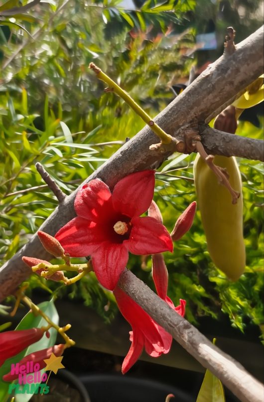 A vibrant Brachychiton 'Jerilderie Red' Flame Tree flower with star-shaped petals thrives on a vine, surrounded by lush green foliage. A small "Hello Hello Plants" logo is in the bottom left corner, celebrating this stunning bloom.