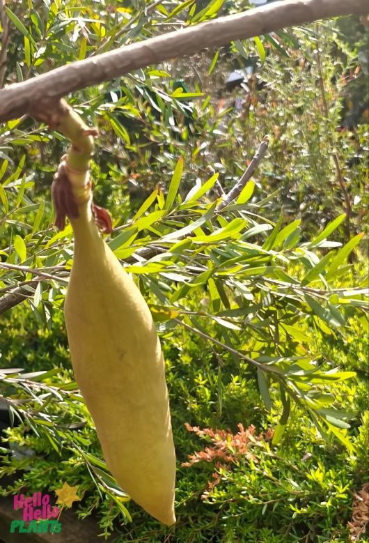 A yellow sausage-shaped fruit dangles from a branch among green leaves, pairing with the vibrant Brachychiton 'Jerilderie Red' Flame Tree nearby.