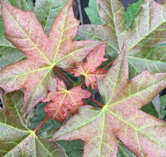 Acer 'Shantung Maple' 8" Pot
