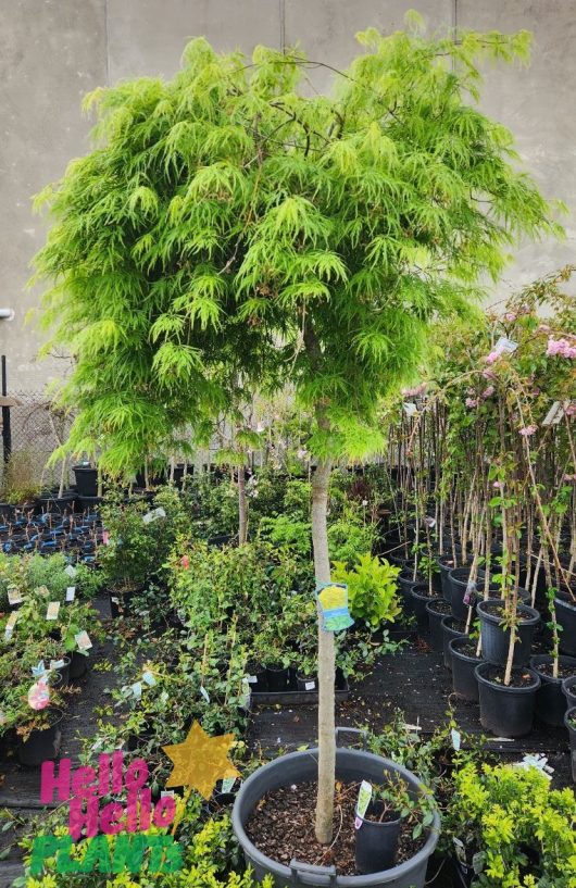 Acer palmatum dissectum Viridis Green Weeping Japanese Maple potted