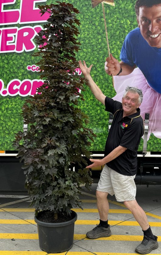 Acer platanoides Crimson Sentry Maple with rich purple burgundy leaves advanced tree with chris from hello hello plants nursery