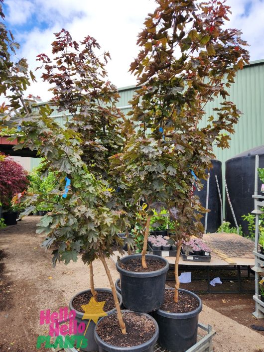 Stunning feature tree with rich burgundy purple foliage and upright growth feature tree in large advanced sized pots Acer platanoides Crimson Sentry Maple