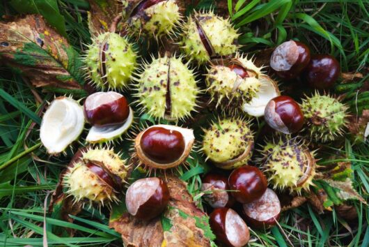 Aesculus hippocastanum Brown Horse Chestnuts nuts spiky edible