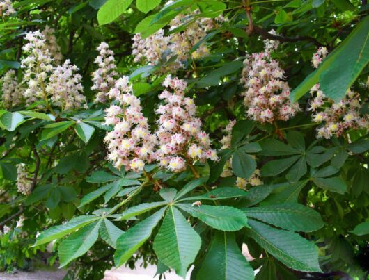 Aesculus hippocastanum Horse Chestnut Tree pale pink cream flowers and foliage leaf