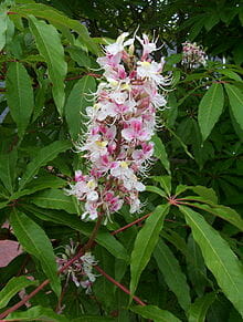 A cluster of pink and white Aesculus 'Indian Horse Chestnut' flowers with long stamen among green leaves.