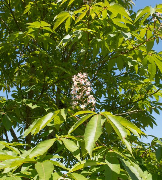 A cluster of pale pink Aesculus 'Indian Horse Chestnut' flowers blooms among large green leaves on a tree, with blue sky seen through the foliage.