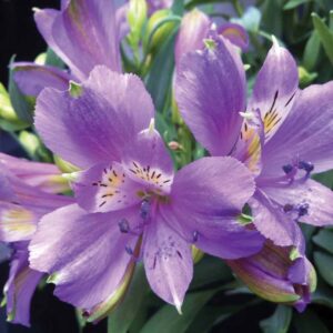 Close-up image of vibrant purple Alstroemeria 'Inca Lake' Peruvian Lily 6" Pot with green leaves in the background. The petals display delicate, dark lines and spots near their centers, reminiscent of the exotic beauty of Inca Lake.