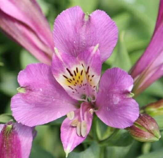 Close-up of a pink Alstroemeria 'Inca Lake' Peruvian Lily 6" Pot with yellow and maroon markings on its inner petals, surrounded by green foliage.