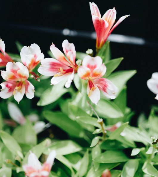 Alstroemeria 'Inca Lucky' Peruvian Lily green leaves with creamy white, hot pink red yellow summer flowers