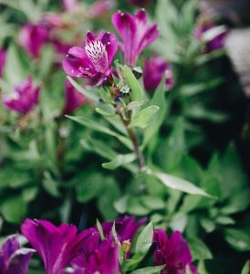 Alstroemeria 'Inca Noble' Peruvian Lily deep purple flowers summer flowering with green leaves