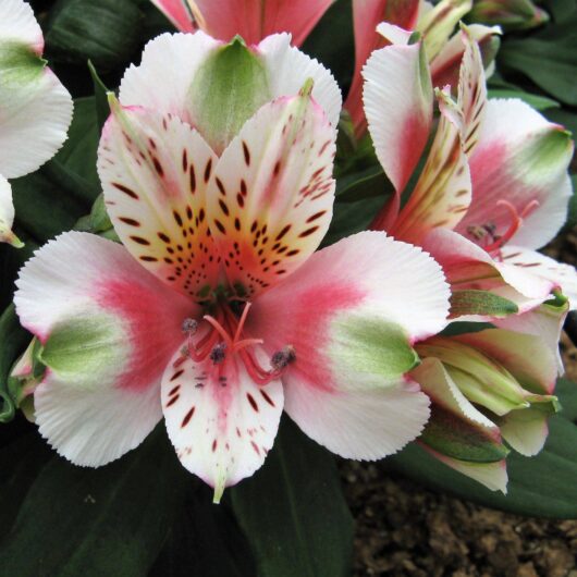 Close-up of a pink and white Alstroemeria 'Inca Sweety' Peruvian Lily 6" Pot with green streaks and dark spots on its petals, surrounded by lush green leaves. Perfect for planting in a 6" pot.
