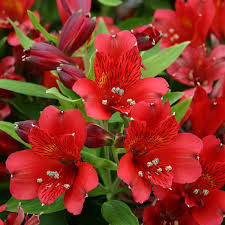 Close-up of vibrant red Alstroemeria 'Inca Vito' Peruvian Lily 6" Pot flowers with green leaves in the background.