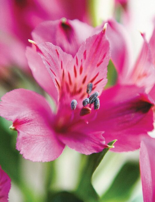 Close-up of a vibrant pink Alstroemeria 'Inca Yuko' Peruvian Lily 6" Pot flower with visible stamens and petals, showing intricate details and bright colors.
