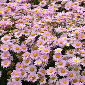 A field of Argyranthemum 'Angelic™ Baby Pink' Daisy 6" Pot, displaying pink and white daisy-like flowers with yellow centers, is in full bloom.