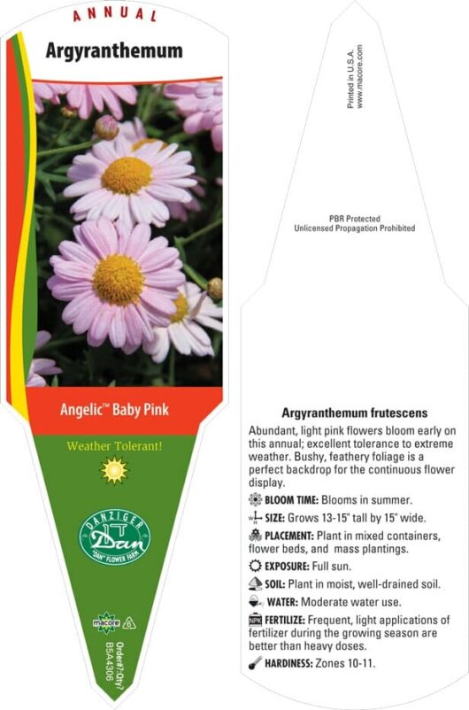 Plant tag for Argyranthemum 'Angelic™ Baby Pink' Daisy 6" Pot. Details include blooming time, plant size, light requirements, soil preferences, watering and fertilizing needs, and hardiness zones. PBR protected.