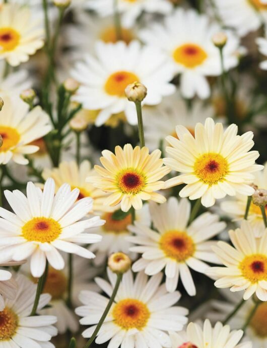 A cluster of white Argyranthemum 'Larita® Banana Split' Daisy 6" Pot with yellow centers in full bloom.