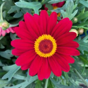 A close-up of an Argyranthemum 'LaRita® Red' Daisy 6'' Pot. The red daisy-like flower with a vibrant yellow center is surrounded by lush green leaves.