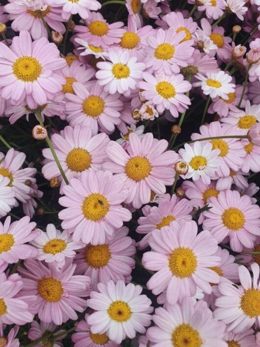 Argyranthemum 'Angelic™ Baby Pink' Daisy