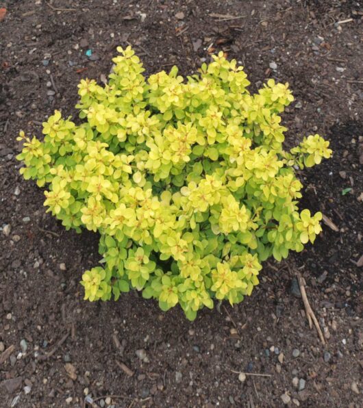 A Berberis 'Gold Nugget™' Japanese Barberry 8'' Pot shrub with bright yellow-green leaves grows in bare soil.