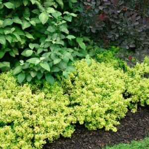 A garden bed with various types of greenery including light green bushes, dark green leaves, and dark purple foliage in the background features the vibrant Berberis 'Gold Nugget™' Japanese Barberry 8'' Pot.
