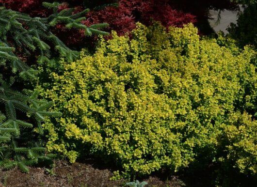 A dense bush with small yellow-green leaves in an 8" pot is surrounded by assorted foliage, including dark green and red shrubs. This Berberis 'Gold Nugget™' Japanese Barberry 8'' Pot adds a unique touch to any garden setting.