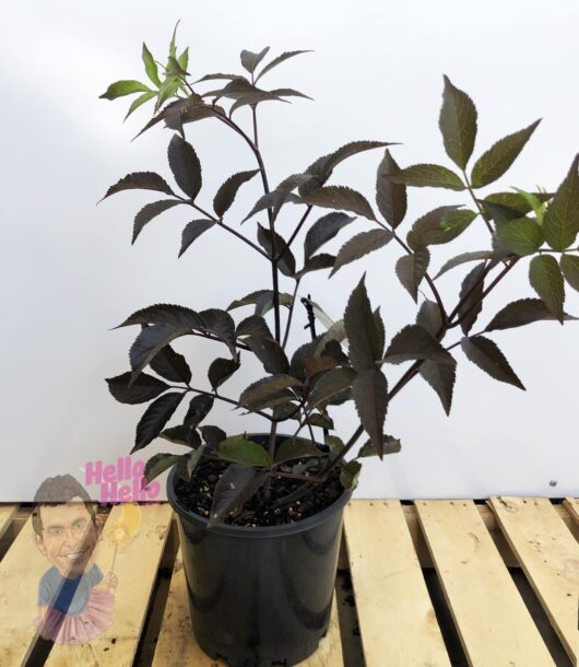 Sambucus 'Black Beauty®' Elderberry 8" Pot