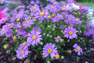 Brachyscome 'Jumbo Mauve' 6" Pot