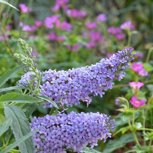 Buddleja 'Buzz™ Sky Blue' blossoms in the foreground with small pink flowers and green foliage in the background, all thriving beautifully in a neat 6" pot.