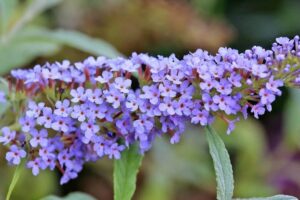 Close-up of a cluster of small, purple Buddleja flowers on a stem with green leaves in the background. Grown in a 6" pot, these delicate blooms are part of the Buddleja 'Buzz™ Sky Blue' 6" Pot variety.