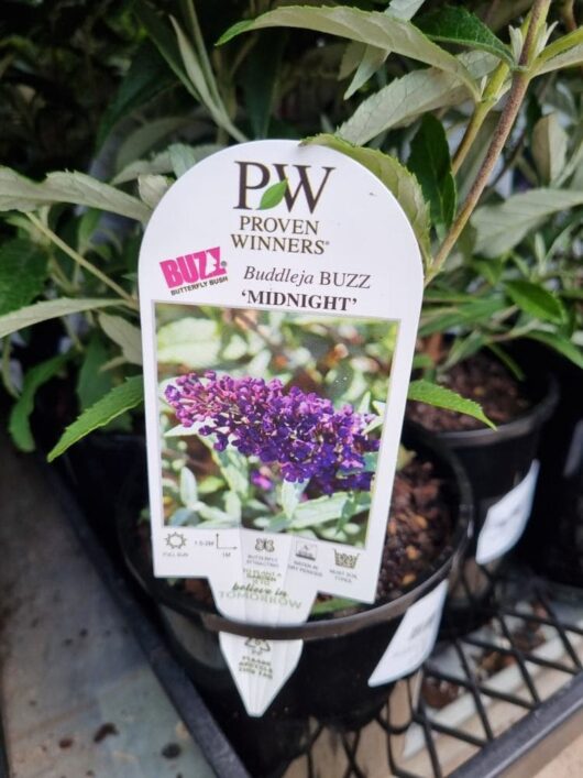 Buddleja 'Buzz™ Midnight' 6" Pot