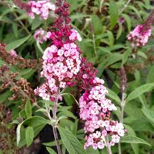 Cluster of small pink and white Buddleja flowers with green leaves in the background, perfect for planting in a Buddleja 'Buzz™ Soft Pink' 6" Pot.