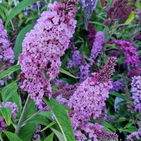 Clusters of Buddleja 'Buzz™ Soft Pink' flowers, featuring soft pink and purple blooms with green leaves, thrive in the garden, perfectly arranged in a 6" pot.