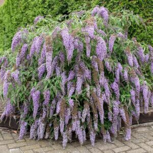 A dense bush covered in cascading clusters of small, light purple flowers, with green foliage, sits next to a paved area and green hedges on Wisteria Lane. This charming plant, the Buddleja 'Wisteria Lane' 6" Pot, adds vibrant color and life to any garden space.