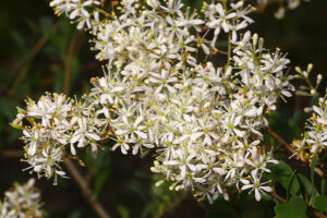 Close-up view of numerous small white flowers clustered together on a Bursaria 'Sweet Bursaria' shrub, with green leaves in the background.