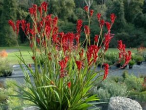 A cluster of tall, Anigozanthos 'Bush Ballad™' Kangaroo Paw 6" Pot flowers bloom amidst green foliage, set against a backdrop of garden greenery and distant trees, creating a scene worthy of a bush ballad.