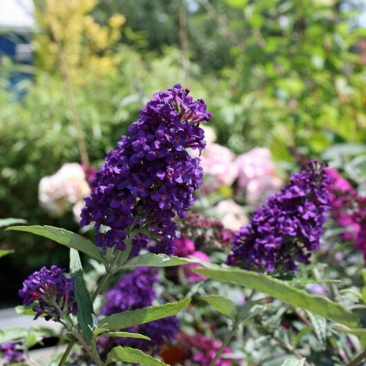 Close-up of Buddleja 'Buzz™ Midnight' 6" Pot flowers in full bloom with green leaves, set against a background of various plants, including some out-of-focus pink blooms. The stunning purple blossoms are nestled in a 6" pot for an elegant display.