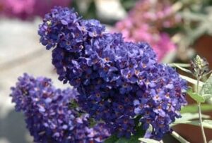 Close-up of purple flowers on a Buddleja 'Buzz™ Midnight' 6" Pot, with green leaves and a blurred background of more flowers.