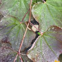 Hello Hello Plants CERCIS FOREST PANSY FOLIAGE