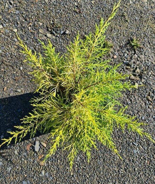 Cupressus 'Golden Halo' 8" Pot