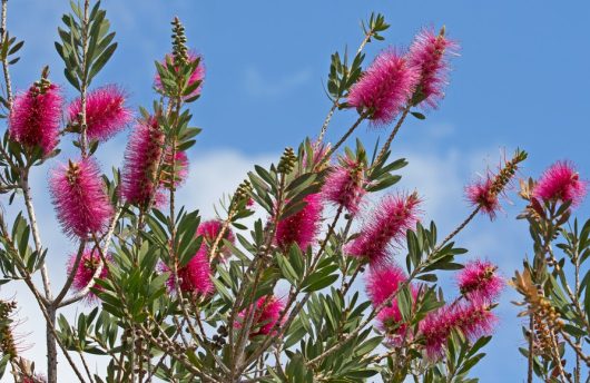 callistemon hybrid Burgundy Bottle Brush flowers growing with green leaves and blue sky in australian garden